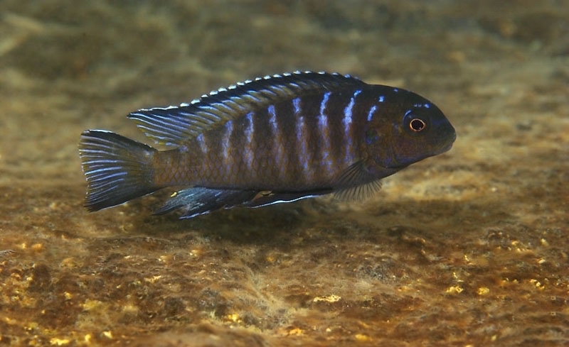 Tropheops modestus 'Chidunga Rocks'